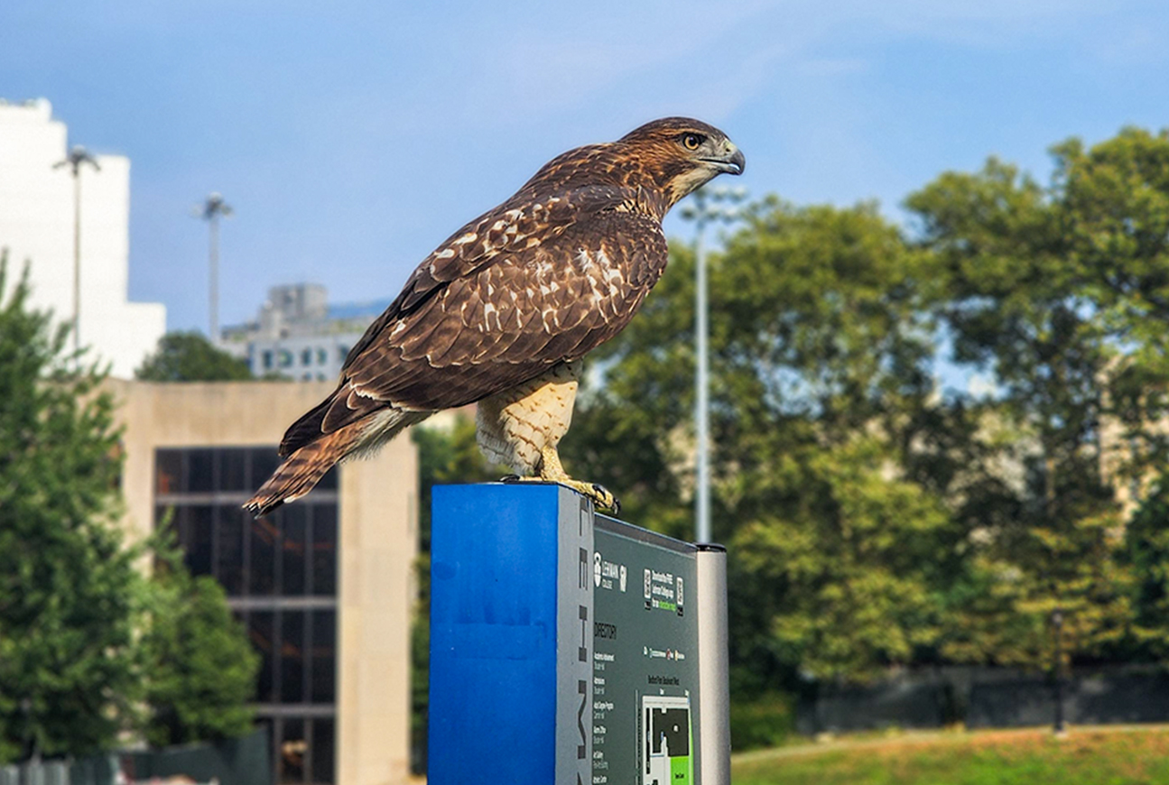 Red tailed hawk on campus map
