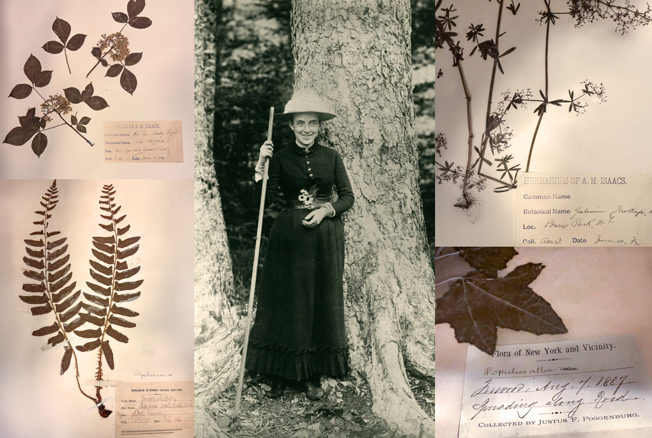Collage with a photo of a woman in a long black dress and hat standing by a tree, surrounded by photos of plant specimens
