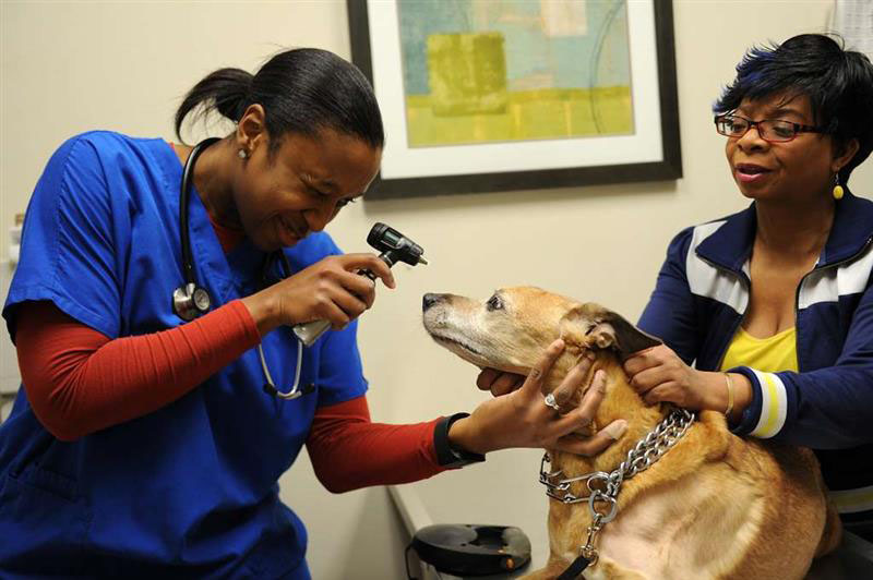 Pre-Veterinarian Image Tile