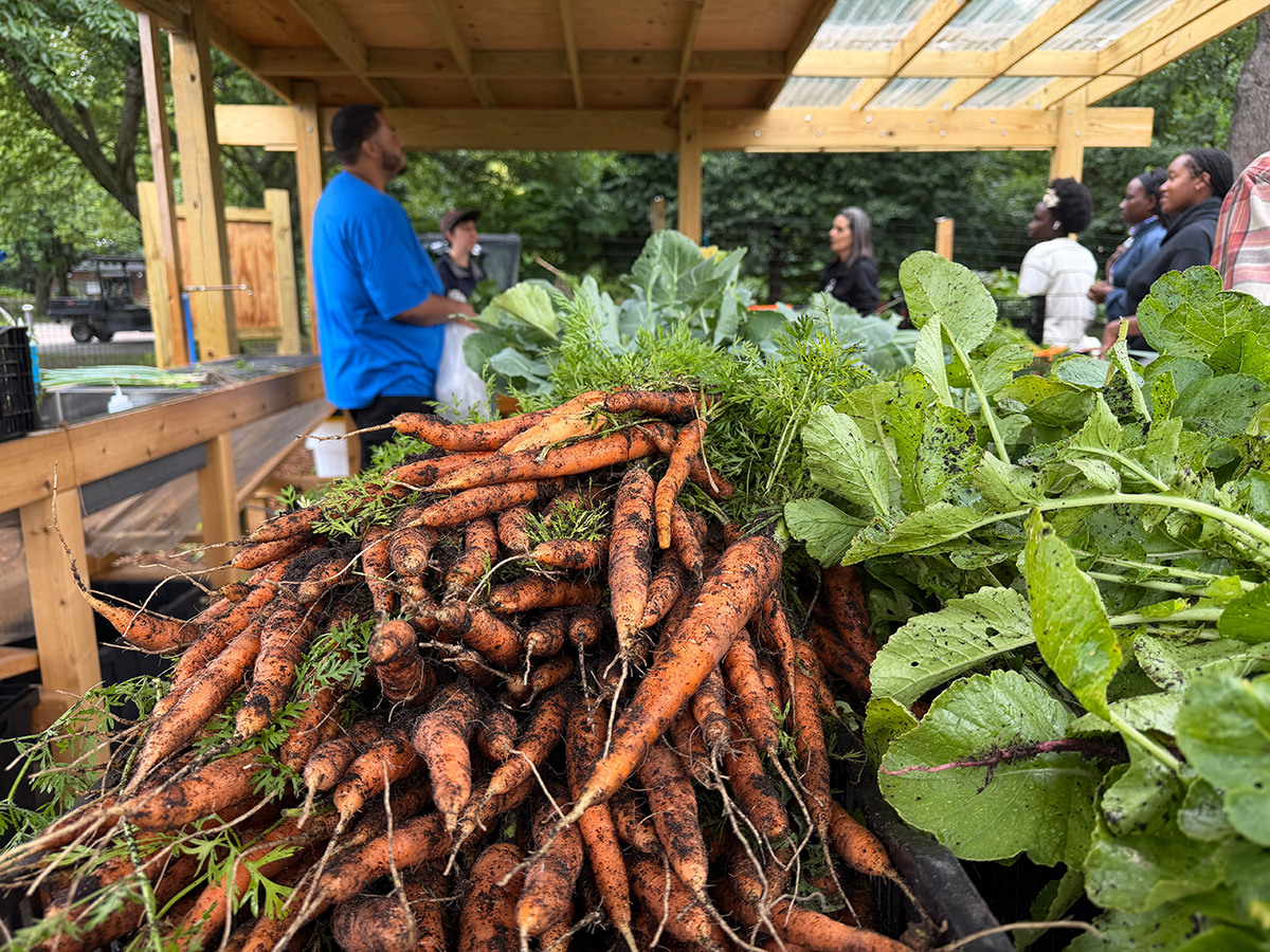 Freshly harvested carrots and greens on display under a wooden pavilion at a local farm.