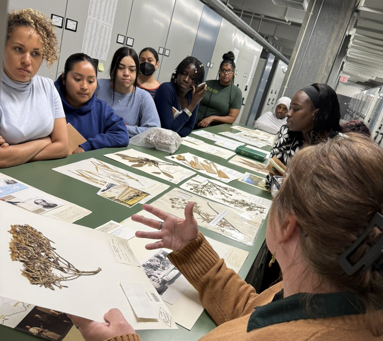 A group of students sitting around a long green table listening to an instructor present pressed botanical specimen sheets in a room.